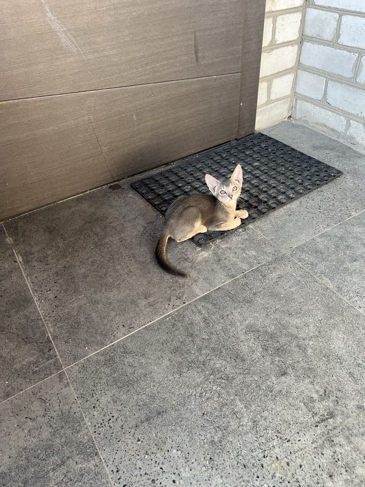 Котенок абиссинский