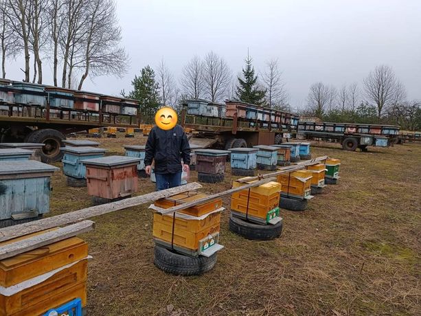 Бджолопакети Бджоли плели відводки