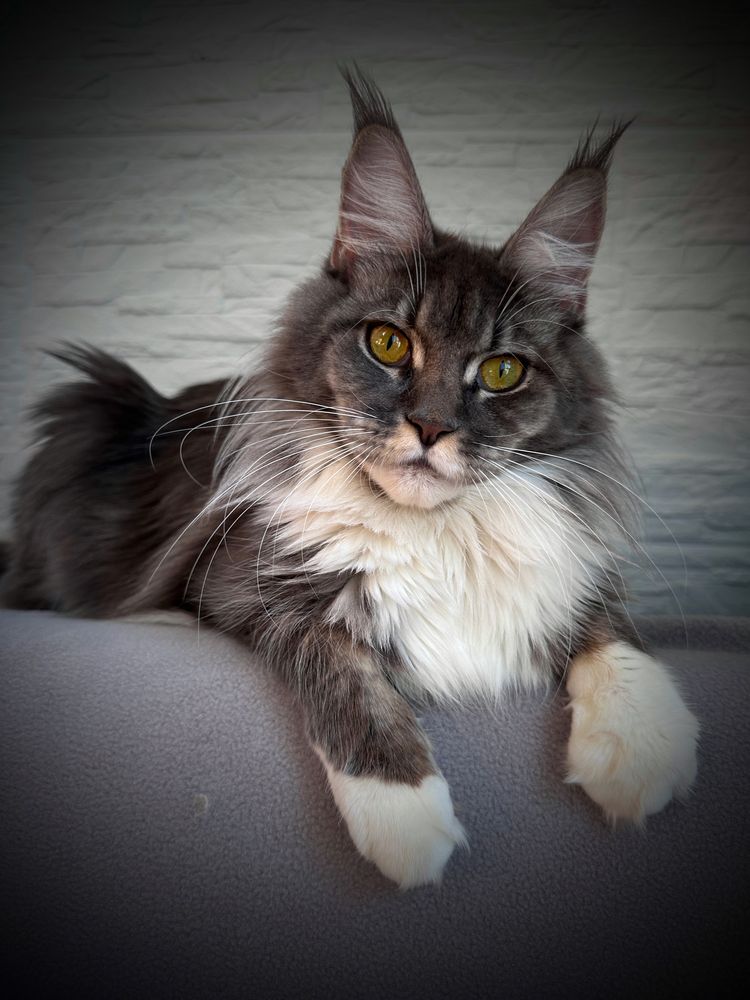 Maine coon kotka niebieski dymny szylkret z bielą FPL