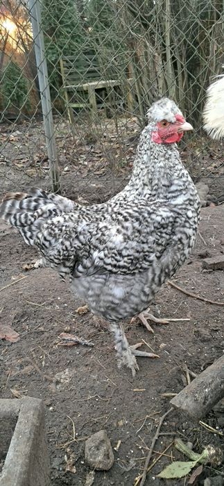 Młody kogut mix silki i green Shell