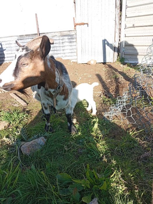 Cabritos e cabritas para sair daqui por 3 meses