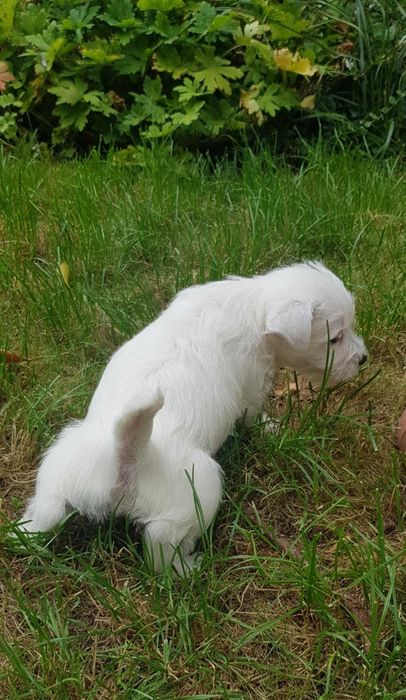 West Highland White Terrier  ZKWP po Championie SUCZKA FCI