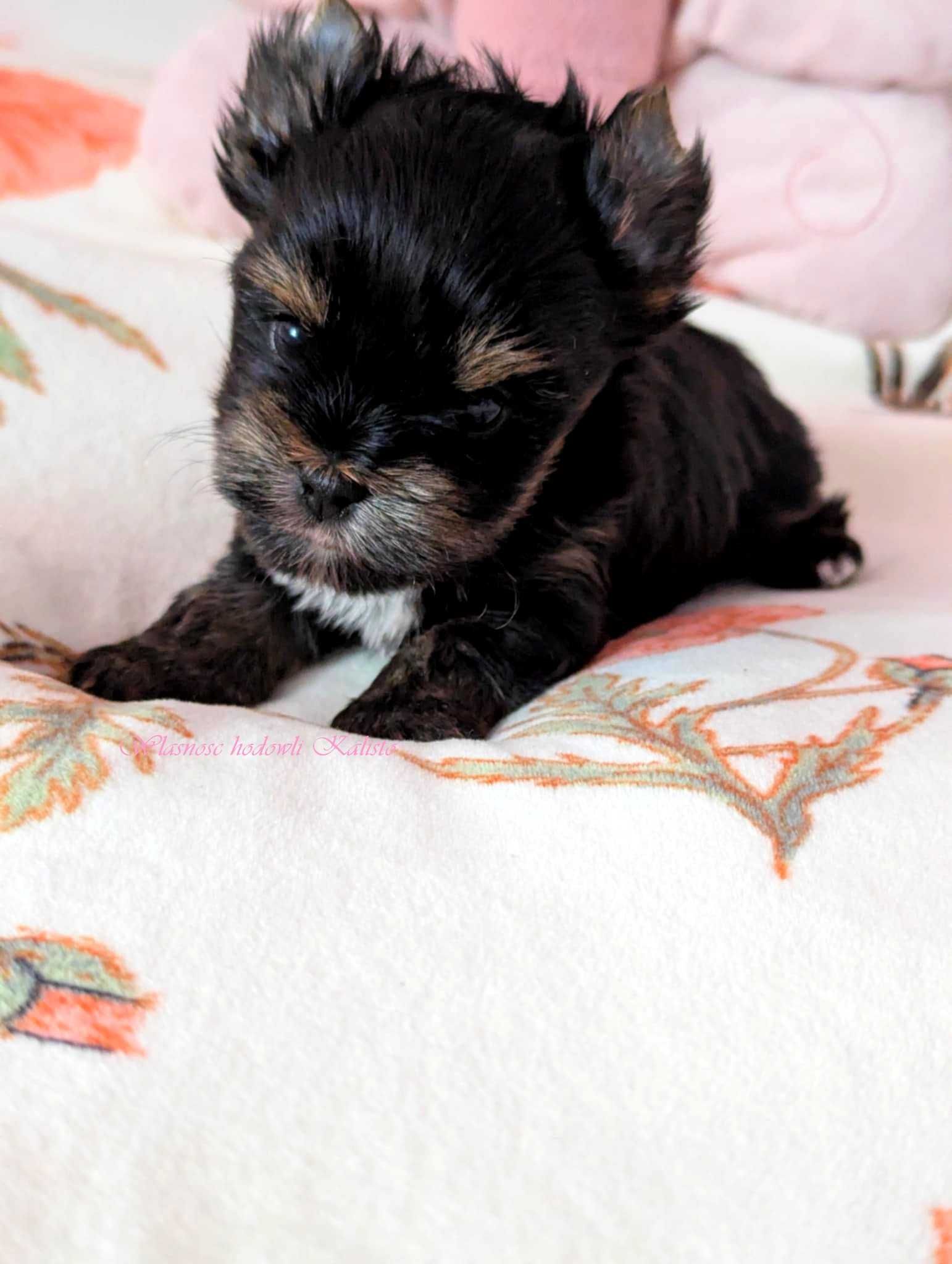 Yorkshire Terrier  Sunia S