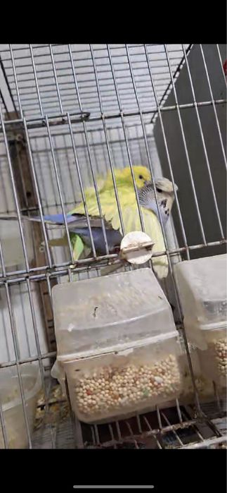 Casal de periquitos horogromos reprodutor