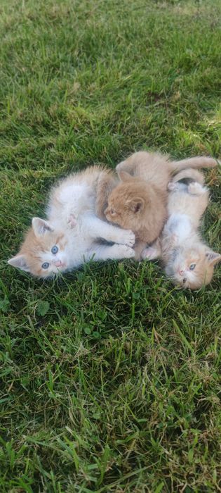 Oddam rude i rudobiałe małe kocice