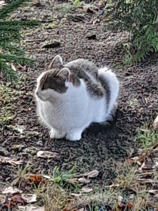 Oddam domu wychodzacego