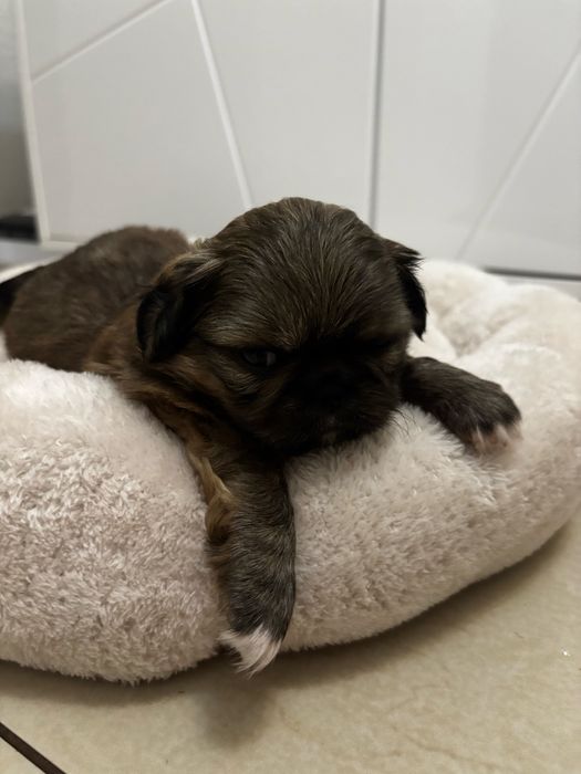 Szczeniaki pekinczyki