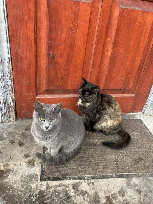 Віддам котиків в добрі руки мама британка