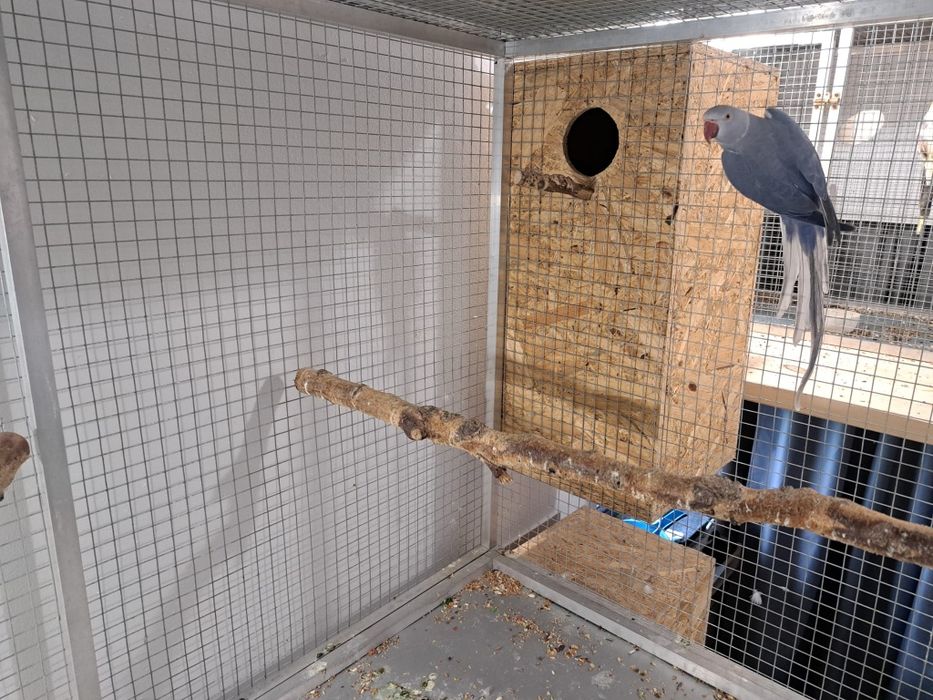 Likwidacja hodowli Aleksandretta obrożna