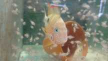 Ciclídeo Torichthys ellioti