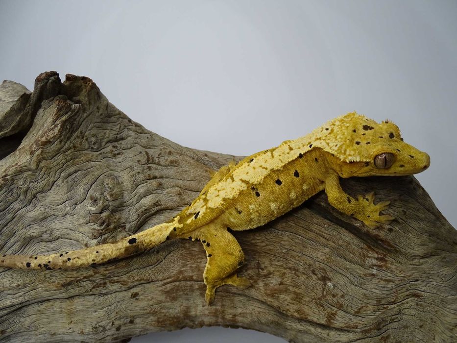 Gekon Orzęsiony samica Dalmatian