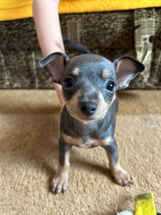 Продам породистих собачок.