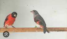 Cardinalitos ancestrais.