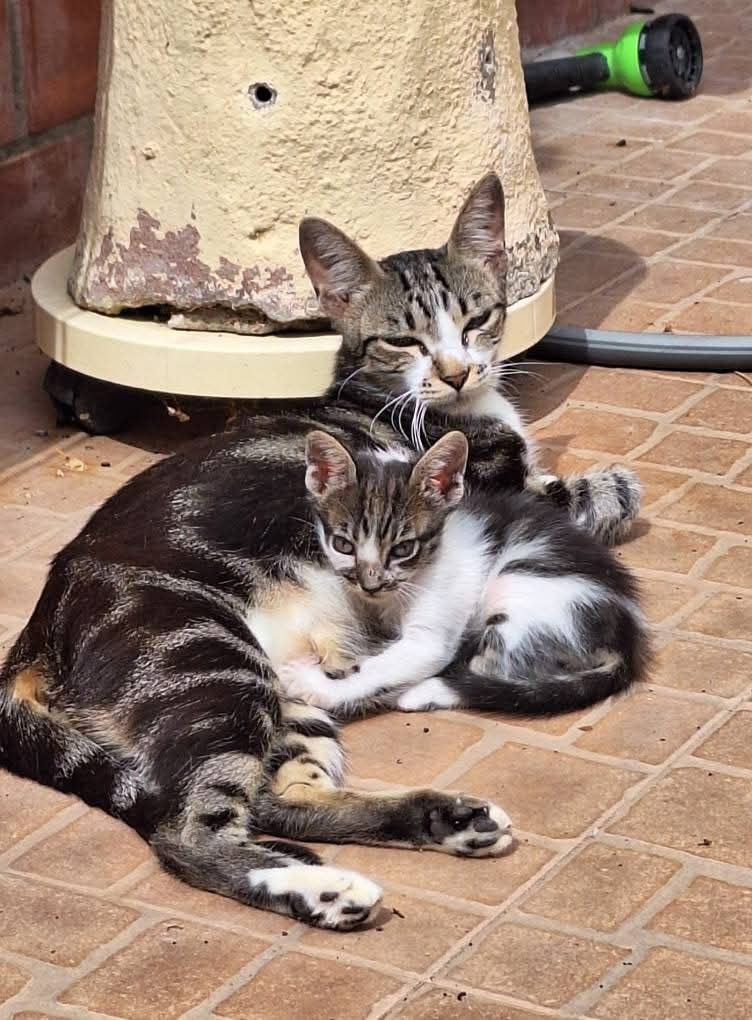 Molhinhos de gatinhos