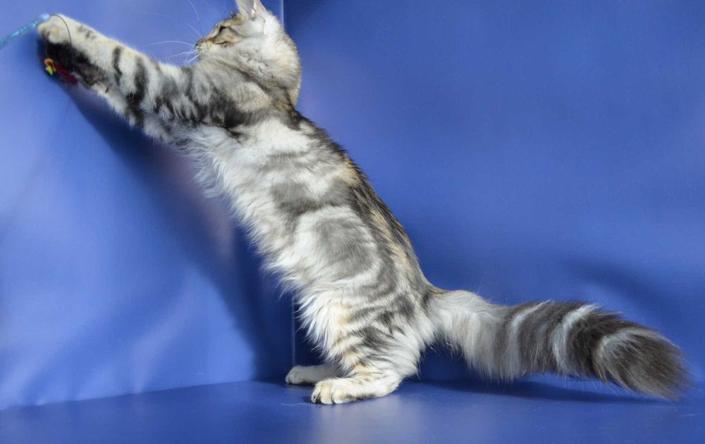 Мальчик Лаки 6 мес. Мейн кун.