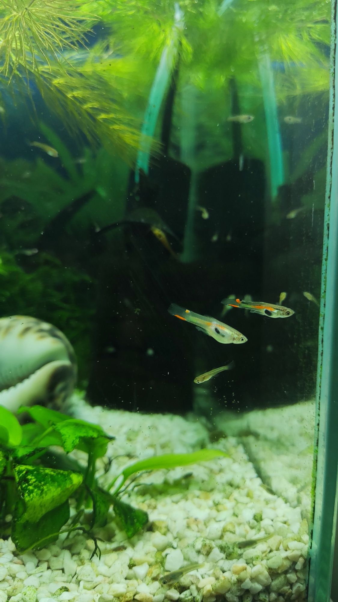 Gupiki narybek od 1 do 2 cm