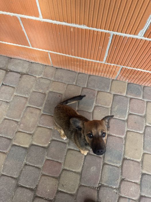Piesek szczeniak do adopcji