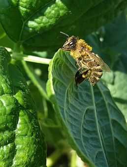 Карпатська бджола матки племені