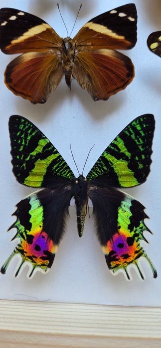 Gablotka motyle ćmy Stichophthalma Thaumantis Urania Papilio i inne