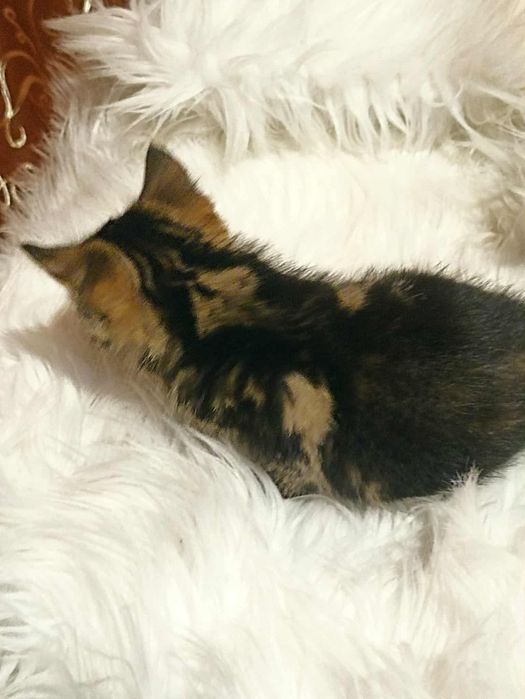 Oddam kotki w dobre rece