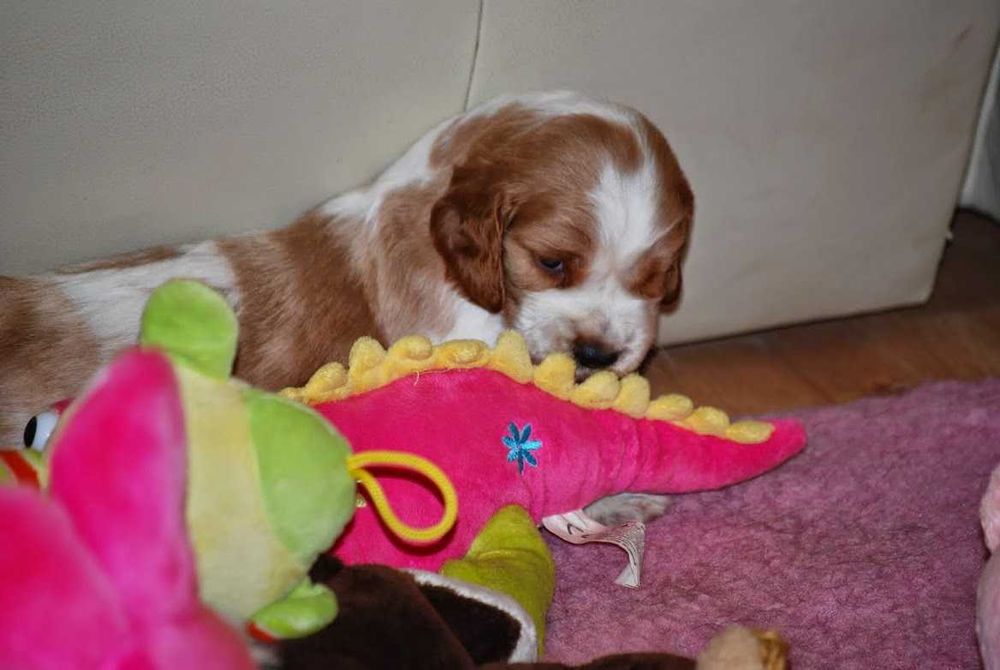 szczenie springera spaniela walijskiego