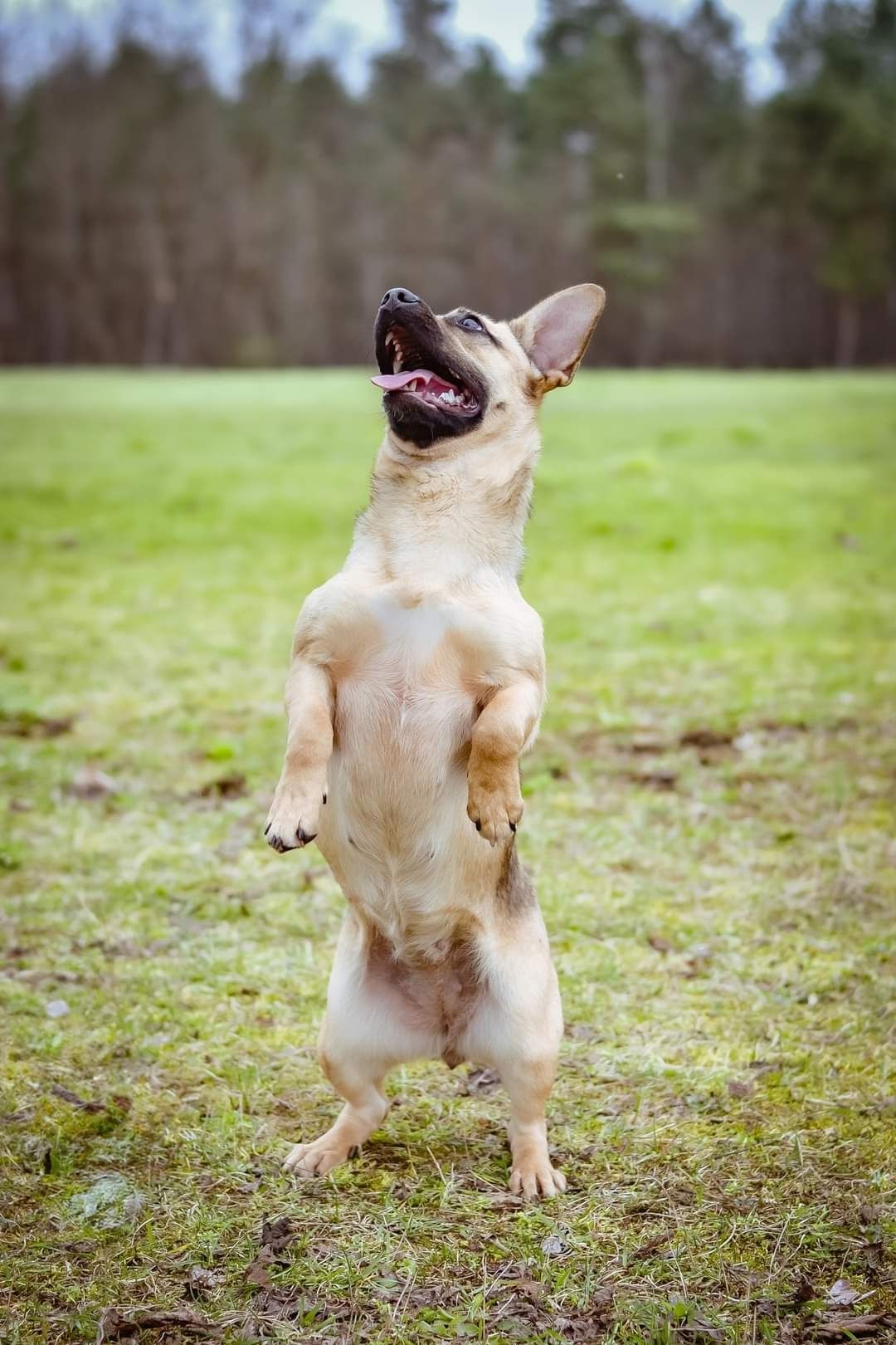 Podrośnięty szczeniak do adopcji! Wesoła, pogodna sunia do pokochania!