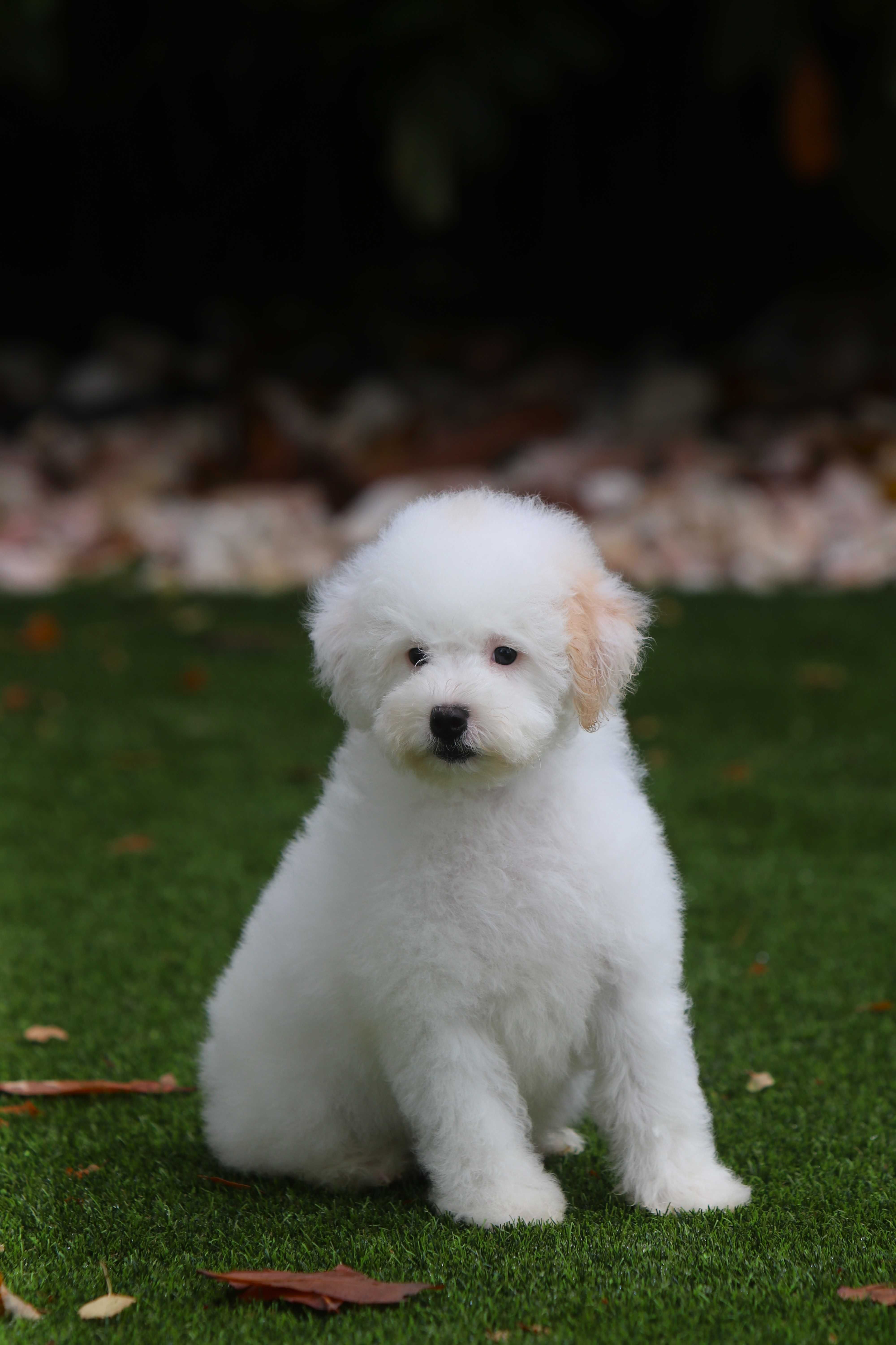 Maltipoo Biało - Czerwony Samiec chłopak Toy pudel