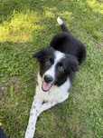 Border Collie piesek