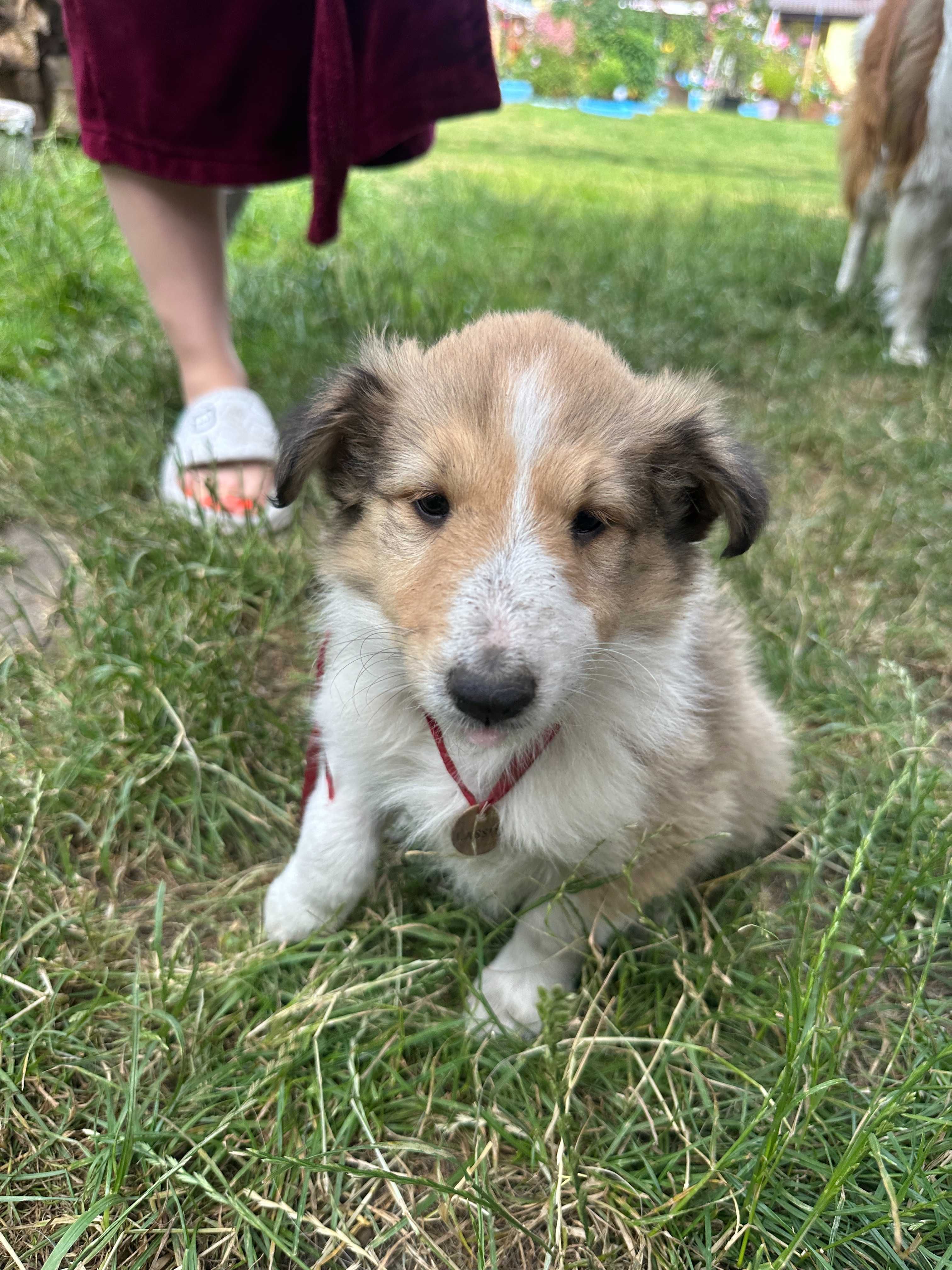 Owczarek Szkocki LASSIE