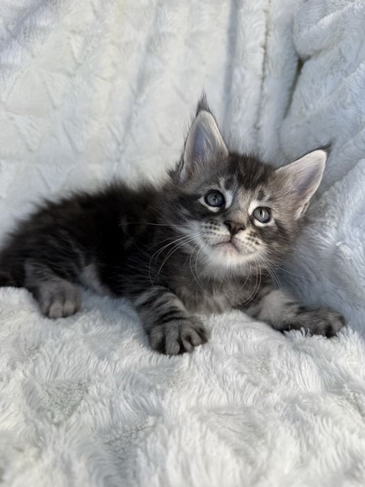 Kocurek Decoandcookie *PL Maine Coon Felis/FiFe