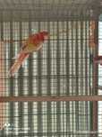 Casal Roselas Troco por ring necks