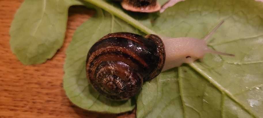 ślimaki Otala lactea murcica