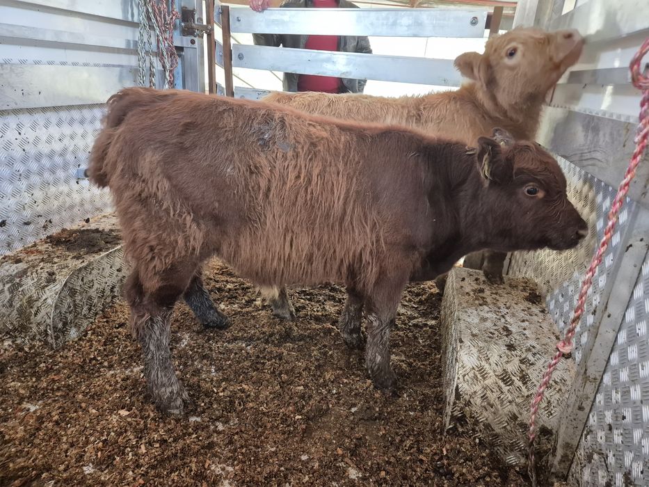 Byczek i jalowka mięsne.