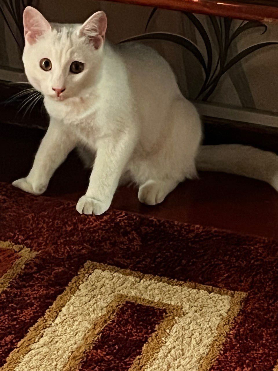 Котенок девочка кличка Маша
