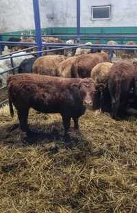 byczki jałówki odsadki mięsne Limousin