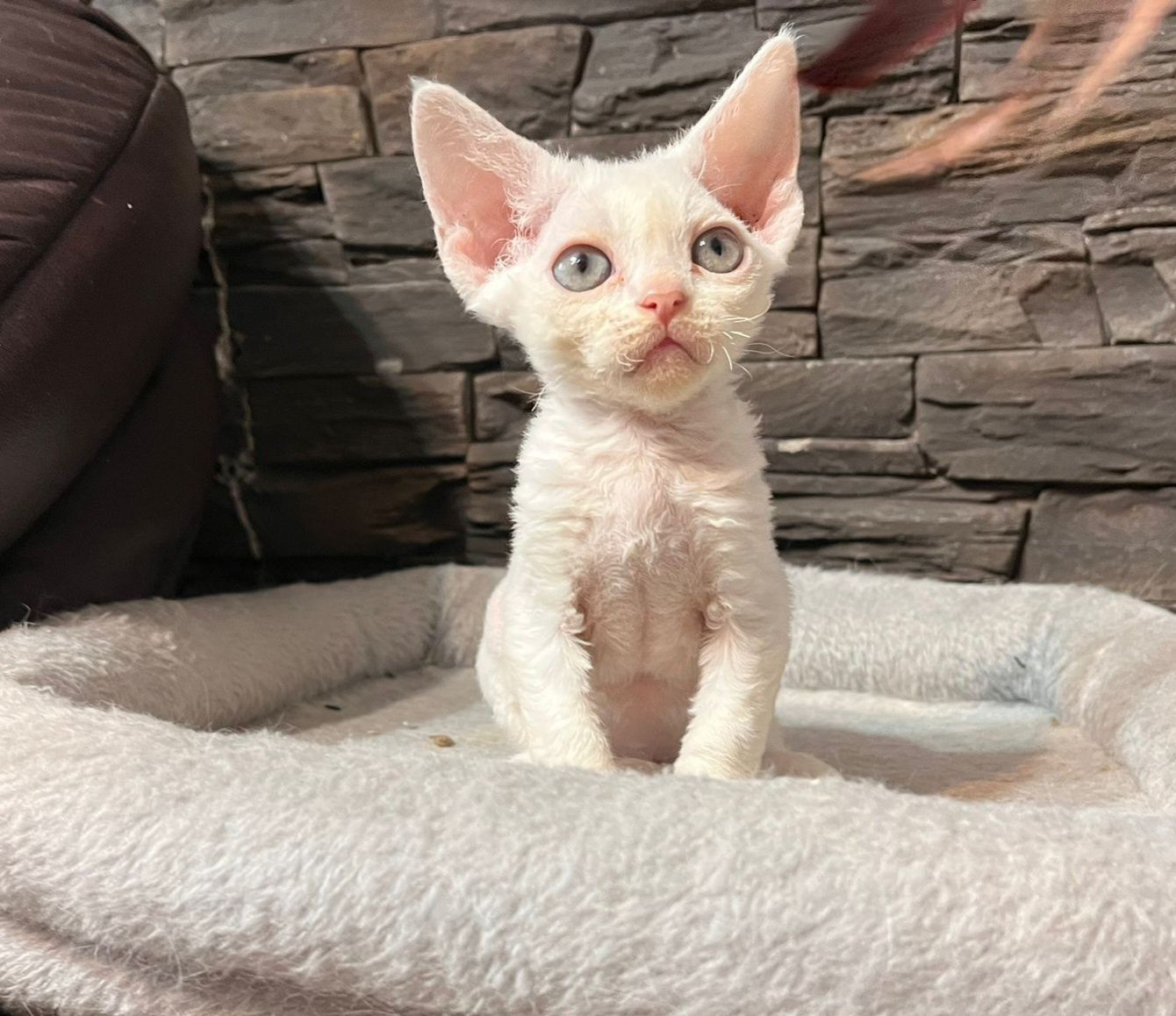 Koteczka Devon Rex