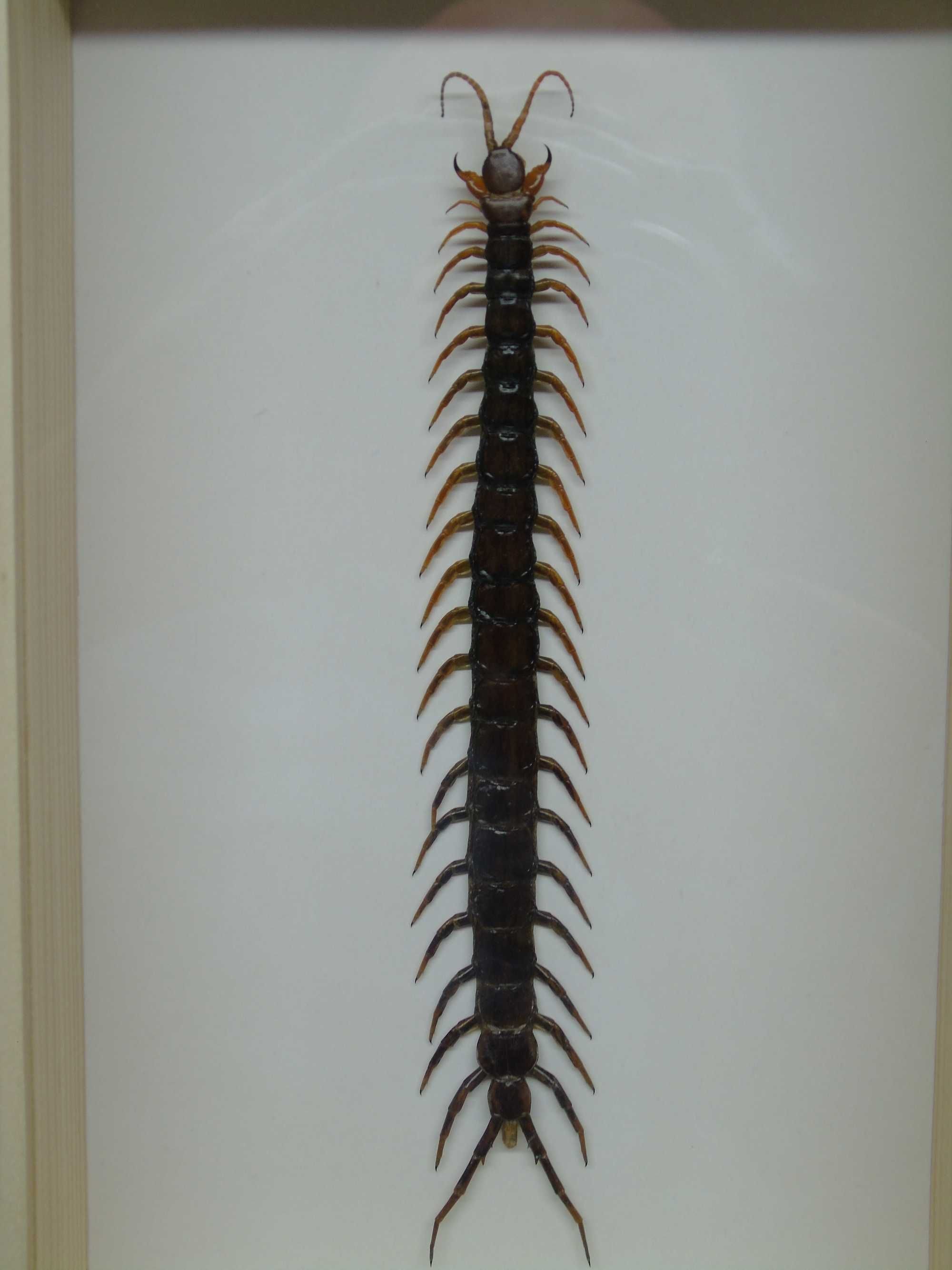 Skolopendra w ramce