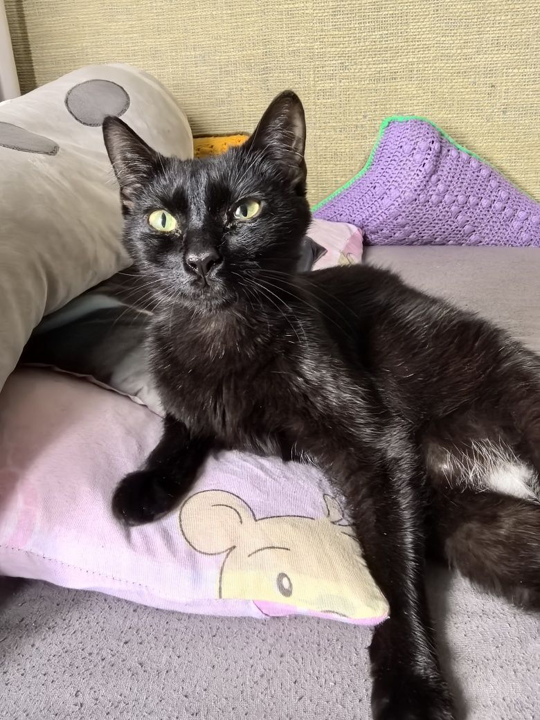 Kotka do adopcji