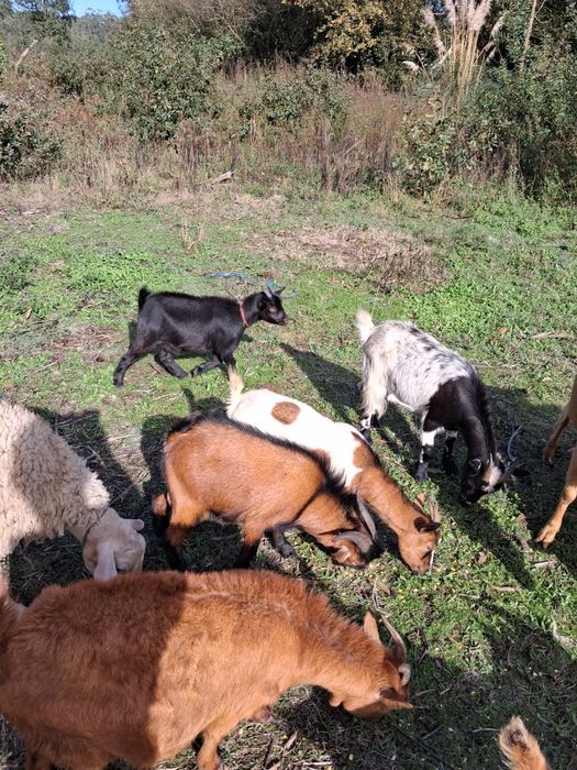 Cabras anãs e raça grande