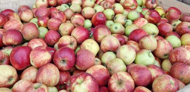 Jabłka z własnego sadu słodkie odmiana Rubinstar 15kg