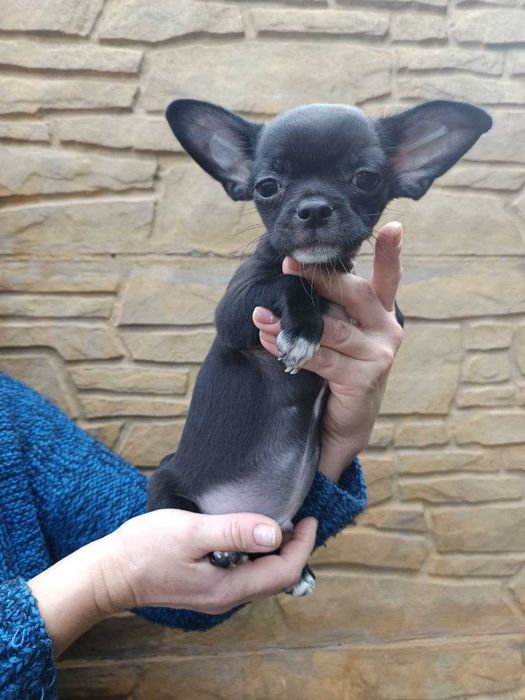 гладкошерстний чихуахуа - чарівний