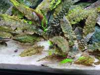 Cryptocoryne  - roślina akwariowa