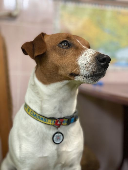 В’язка джек рассел  хлопчик, з досвідом