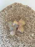 Roseicollis para criar á mão