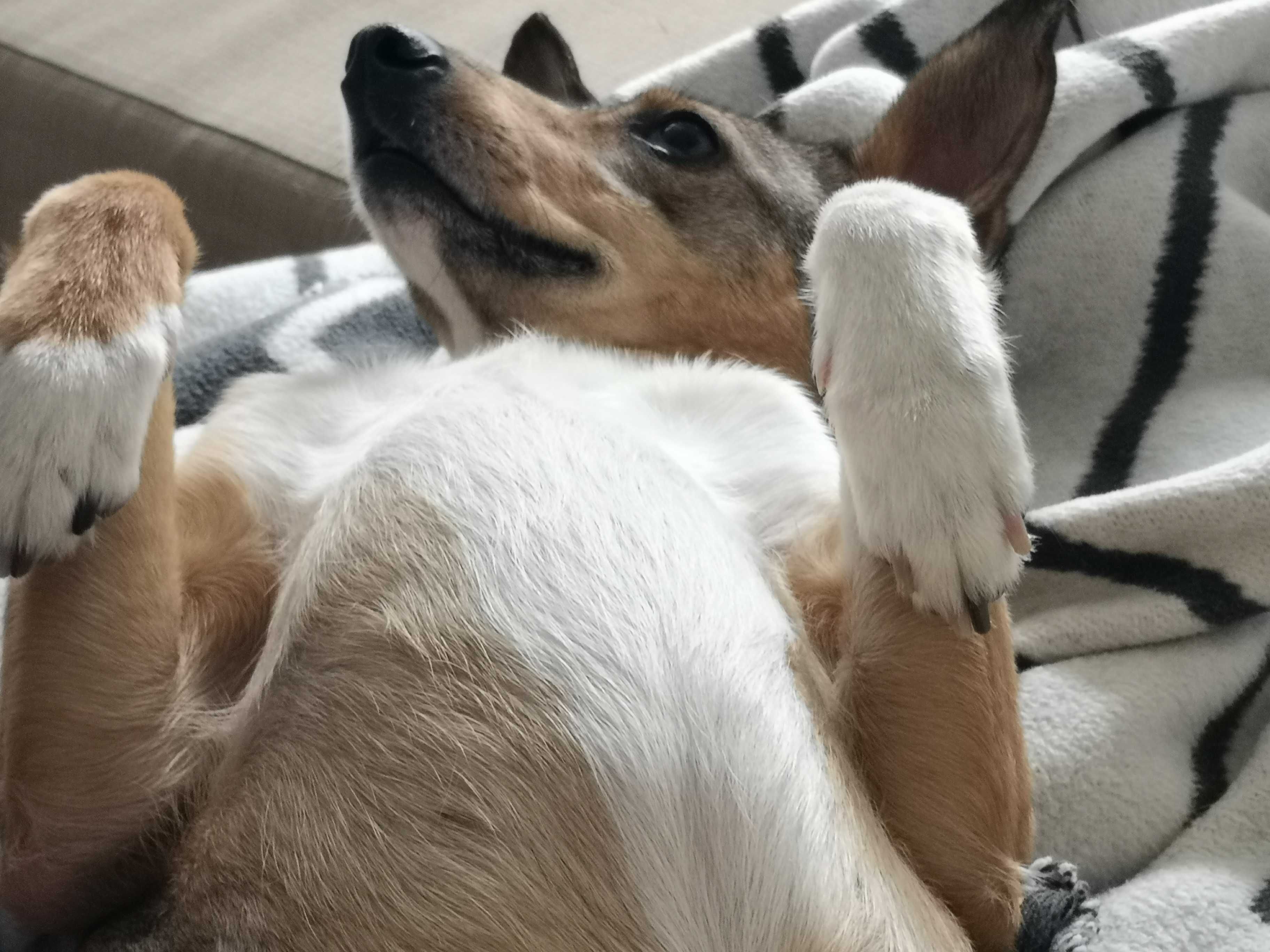 SARNA czeka na kochający, spokojny domek. Pokochaj, adoptuj!