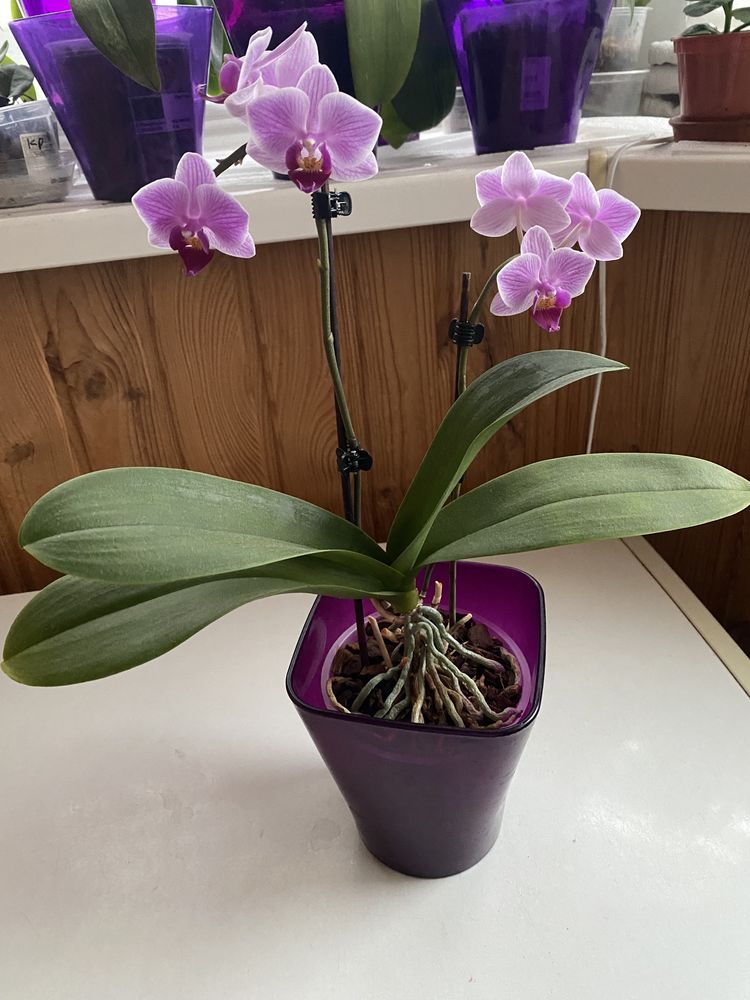 Фаленопсис орхідея