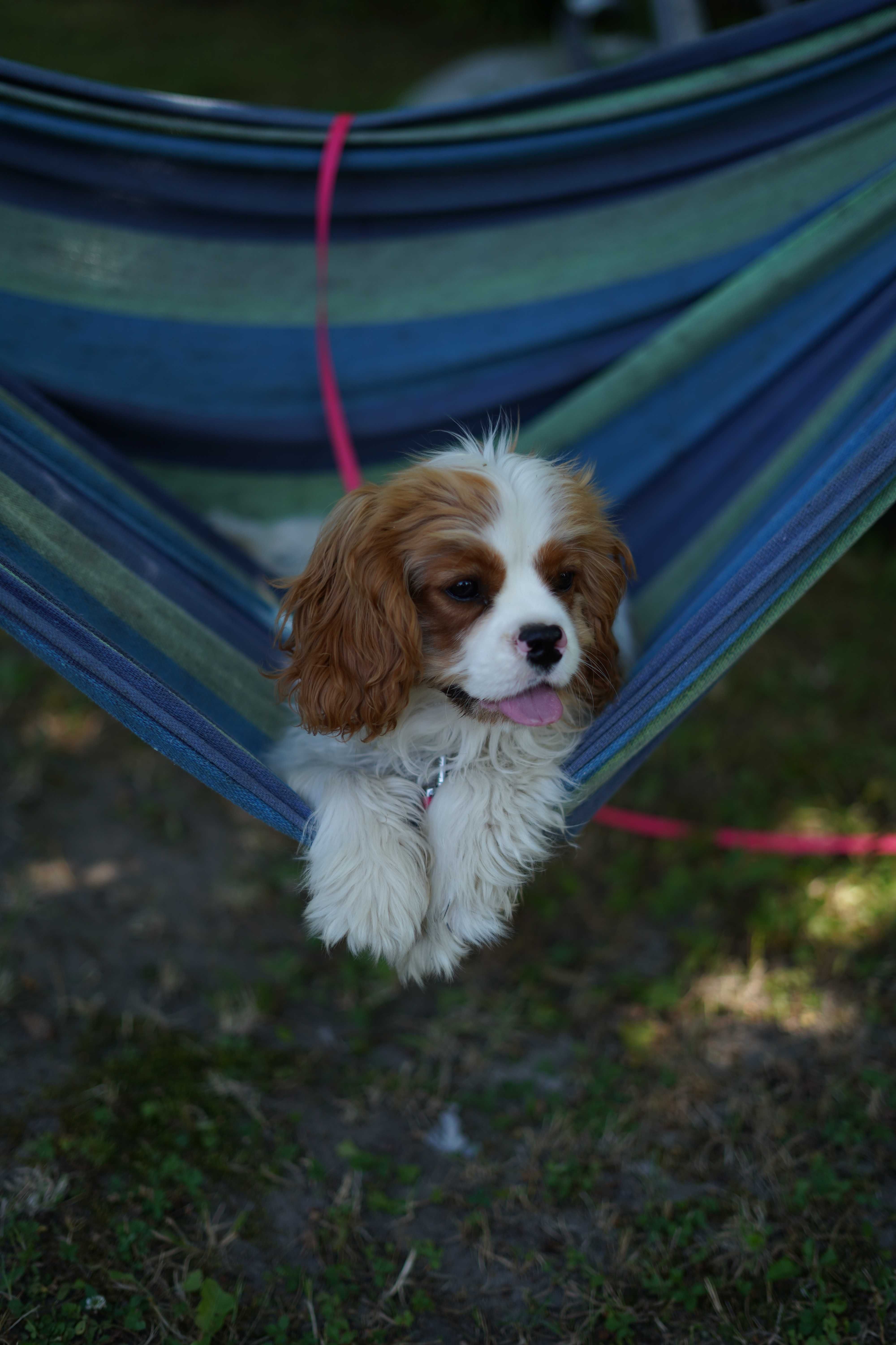 Cavalier King Charles Spaniel FCI ZKWP