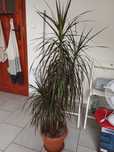 Dracena 110cm zadbana