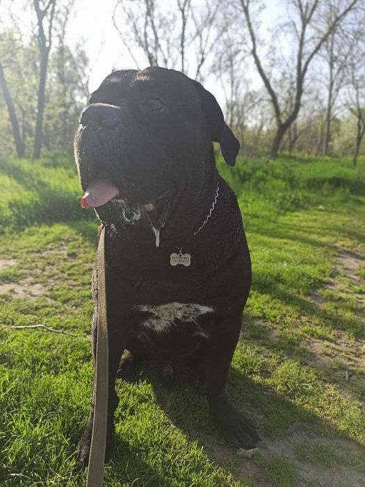 Вязка кане-корсо