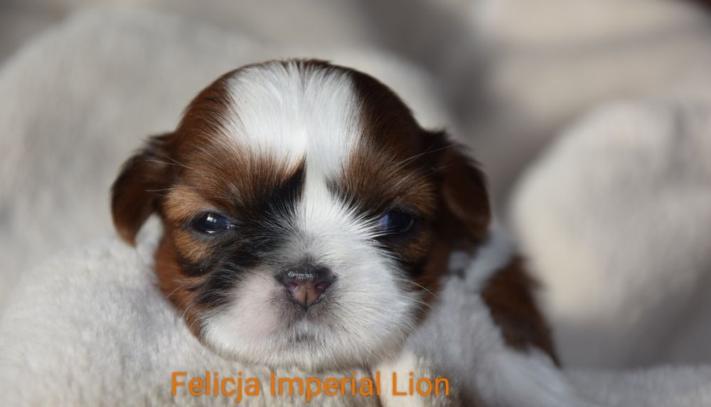 Felicja Shih Tzu suczka dziewczynka szczeniak rodowód